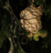 Lobaria pulmonaria image