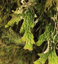 Lobaria pulmonaria image
