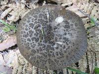 Amanita nothofagi image