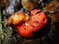 Leratiomyces erythrocephalus image