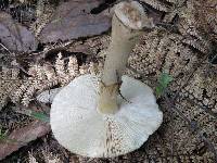 Amanita nothofagi image