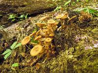 Armillaria tabescens image