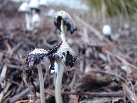 Coprinellus flocculosus image