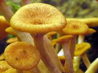 Armillaria tabescens image