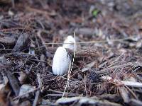 Coprinellus flocculosus image