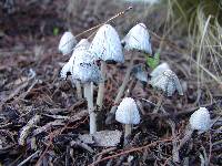 Coprinellus flocculosus image