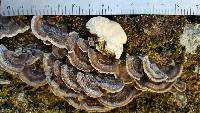 Trametes versicolor image