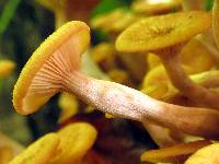 Armillaria tabescens image