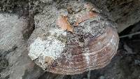 Ganoderma applanatum image