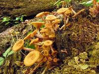 Armillaria tabescens image