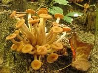 Armillaria tabescens image