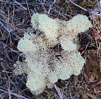 Cladonia confusa image