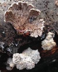 Schizophyllum commune image