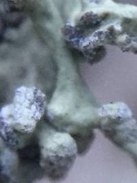 Niebla cephalota image