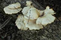 Pleurotus ostreatus image