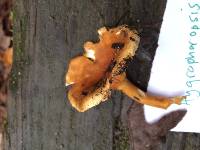 Hygrophoropsis aurantiaca image