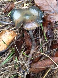 Psilocybe cyanescens image