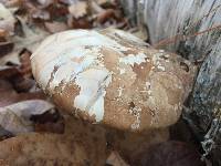 Fomitopsis betulina image