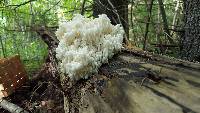 Hericium coralloides image