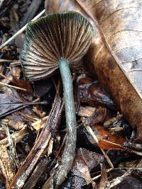 Psilocybe cyanescens image