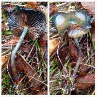 Psilocybe cyanescens image