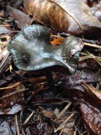 Psilocybe cyanescens image