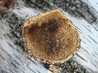 Fomitopsis betulina image