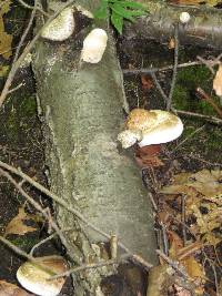 Piptoporus betulinus image