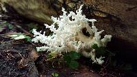 Hericium coralloides image