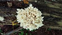 Hericium coralloides image