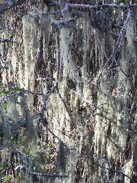 Ramalina menziesii image