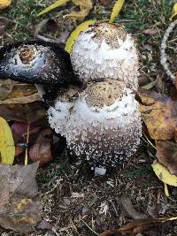 Coprinus comatus image