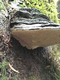 Ganoderma brownii image