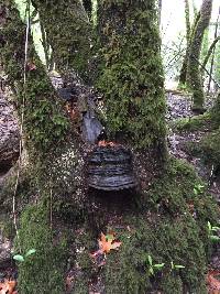 Ganoderma brownii image