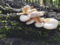 Pleurotus ostreatus image