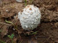 Coprinus comatus image