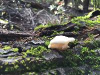 Pleurotus ostreatus image