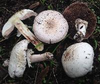 Agaricus xanthodermus image