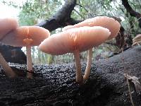 Pluteus cervinus image