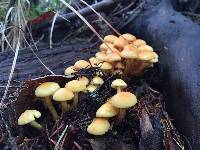 Hypholoma fasciculare image