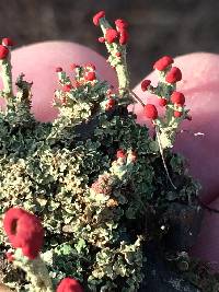 Cladonia cristatella image