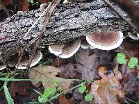 Trametes versicolor image