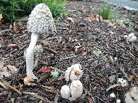 Coprinellus flocculosus image