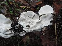 Trametes versicolor image