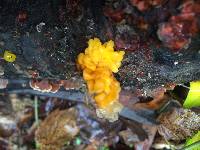 Tremella aurantia image