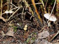 Image of Mycena aurantiomarginata