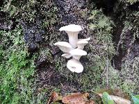 Pleurotus ostreatus image