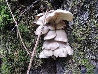 Pleurotus ostreatus image