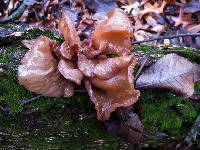 Auricularia auricula-judae image