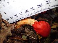 Leratiomyces erythrocephalus image